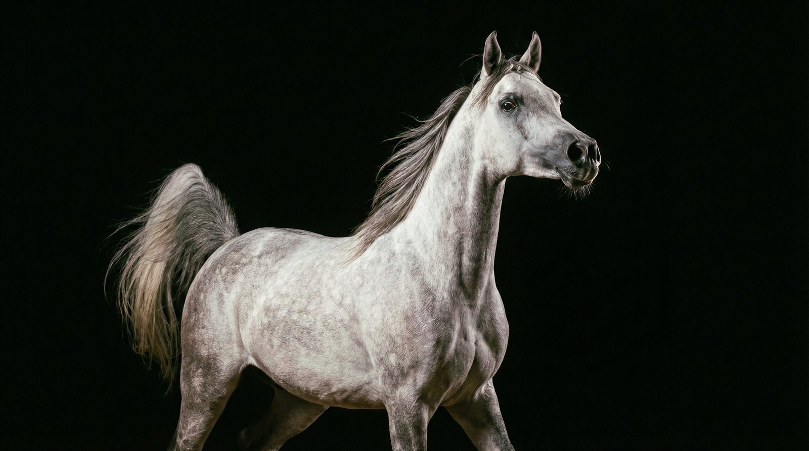 Ilben Arabians